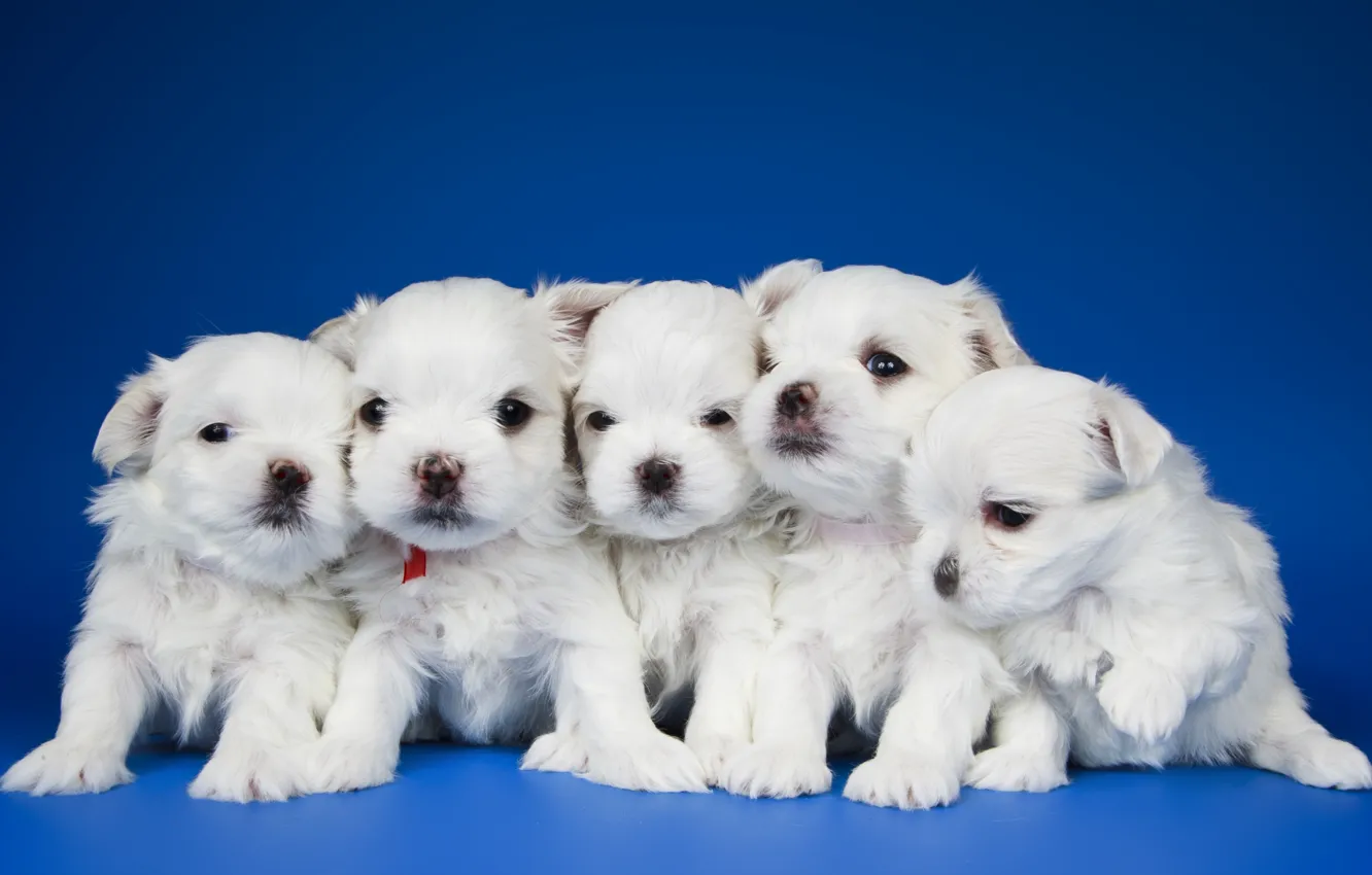 Photo wallpaper puppies, kids, quintet