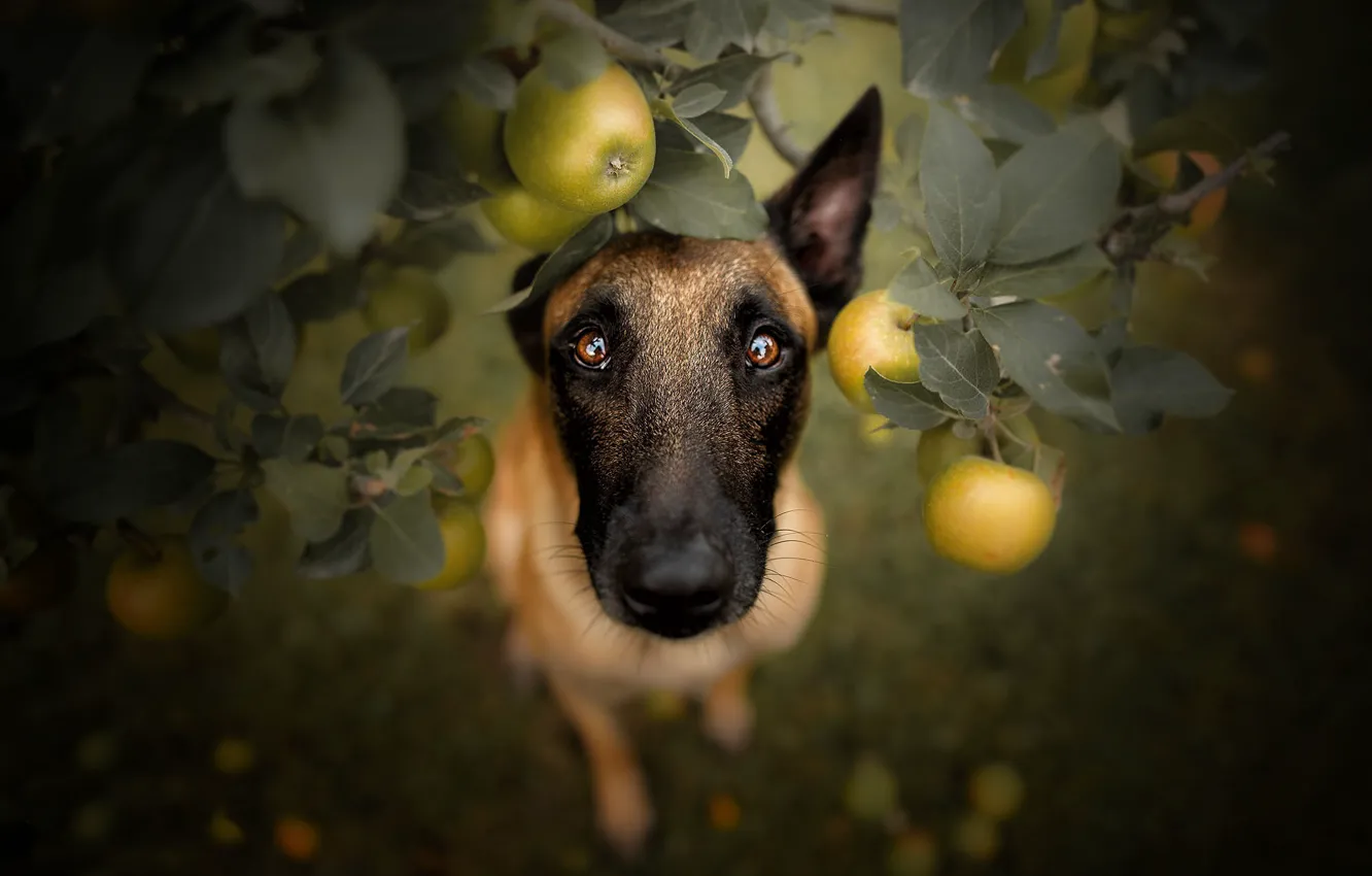 Photo wallpaper look, apples, dog