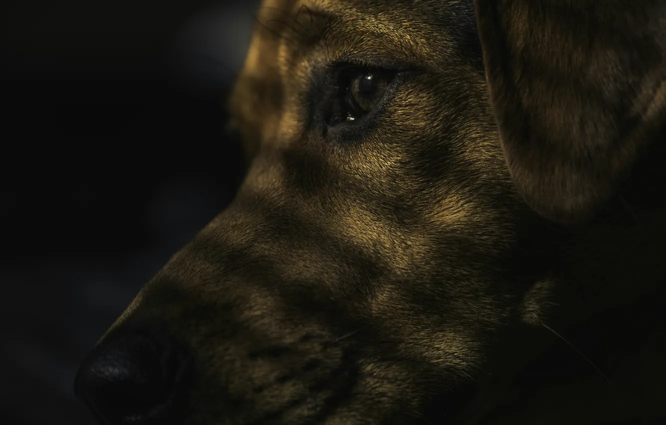 Photo wallpaper look, face, dog, sad