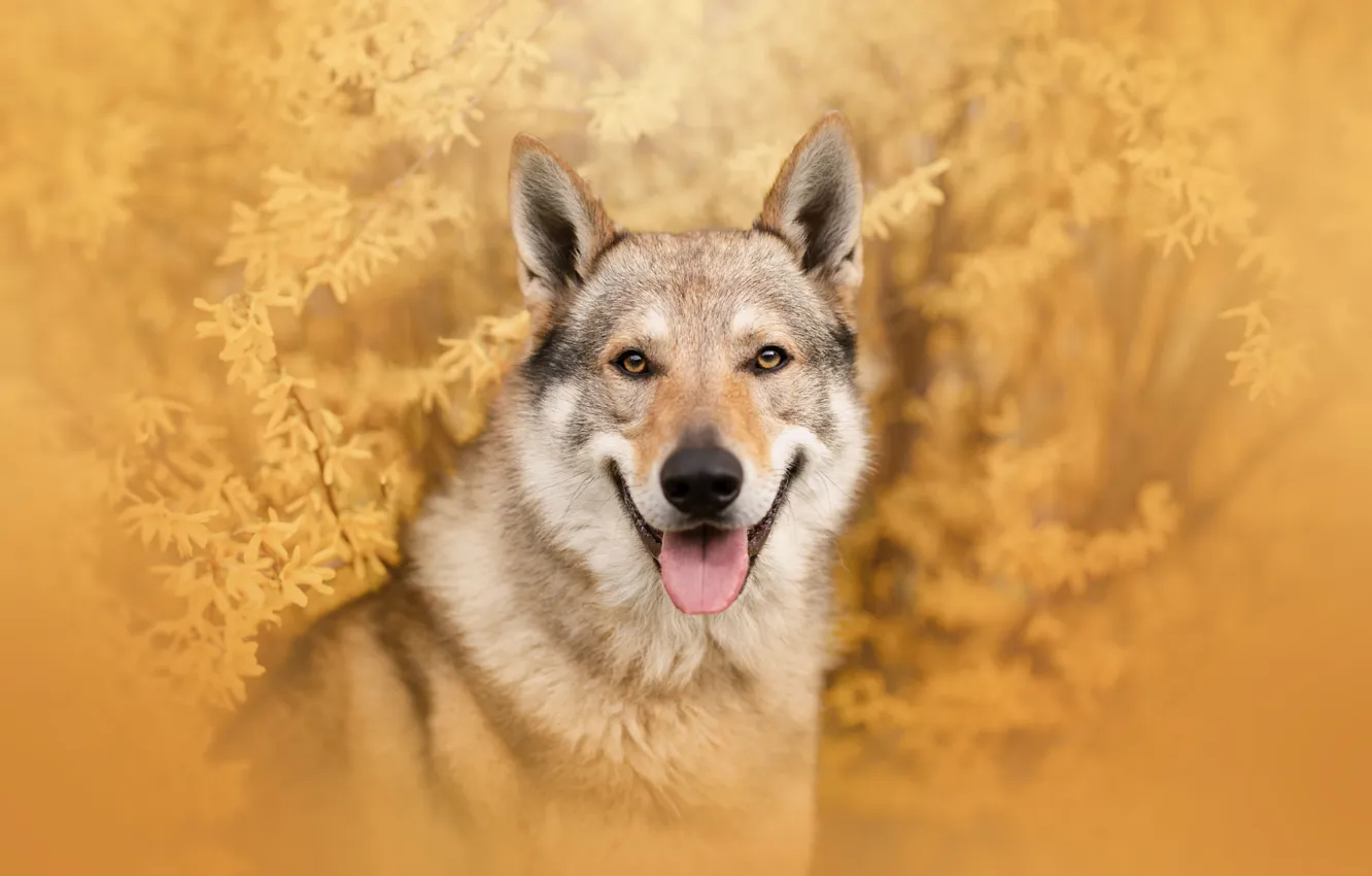 Photo wallpaper look, nature, pose, portrait, dog, face