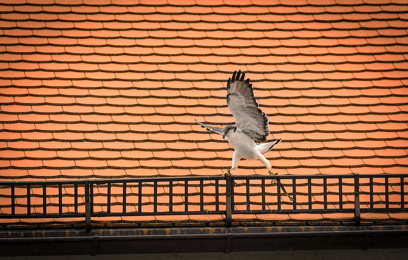 Photo wallpaper roof, bird, wings, predator, Falcon