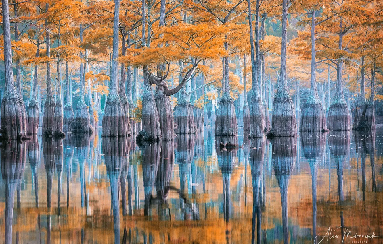 Photo wallpaper trees, nature, lake, reflection, USA, cypress, Mironyuk Alex
