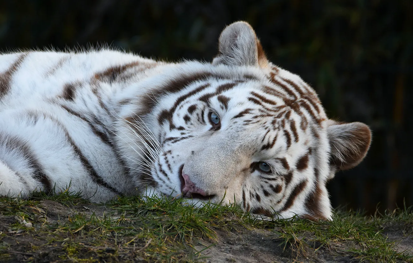 Photo wallpaper white, look, face, tiger, background, portrait, lies