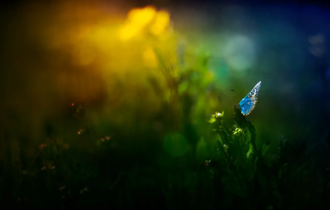 Photo wallpaper grass, flowers, glare, butterfly