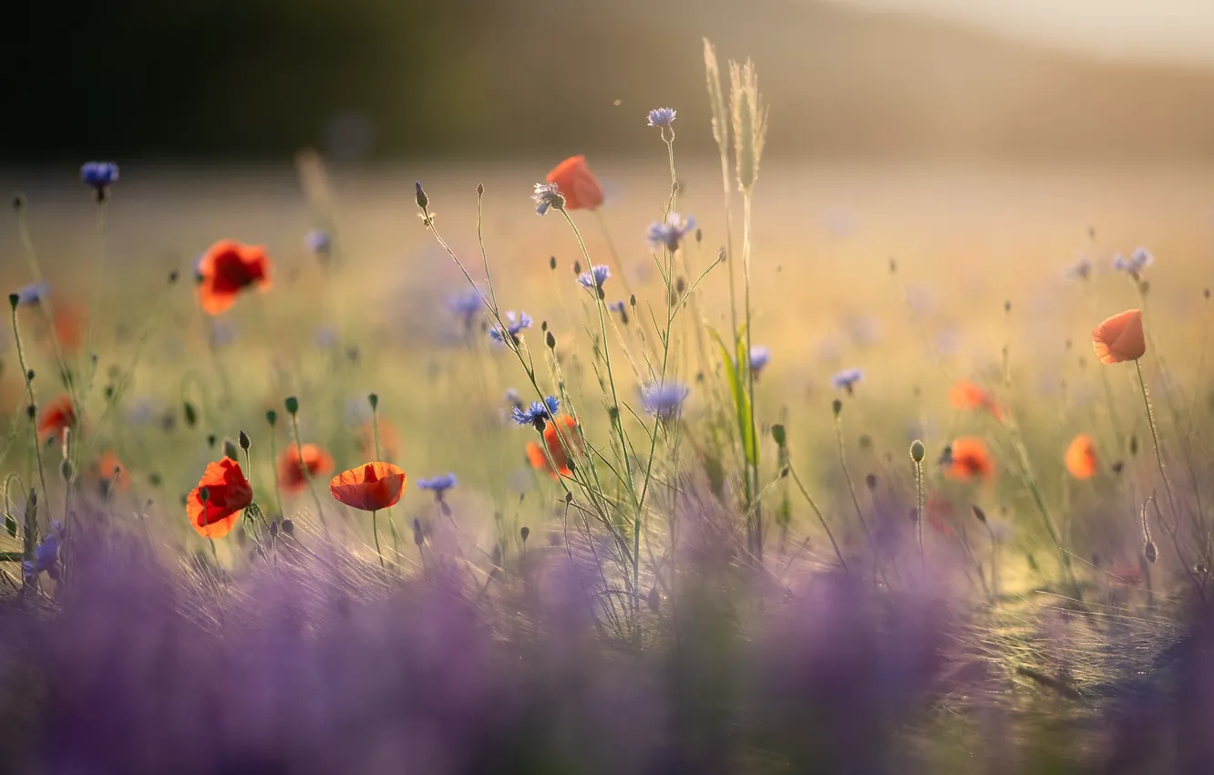 Photo wallpaper field, summer, light, flowers, blue, red, nature, Maki