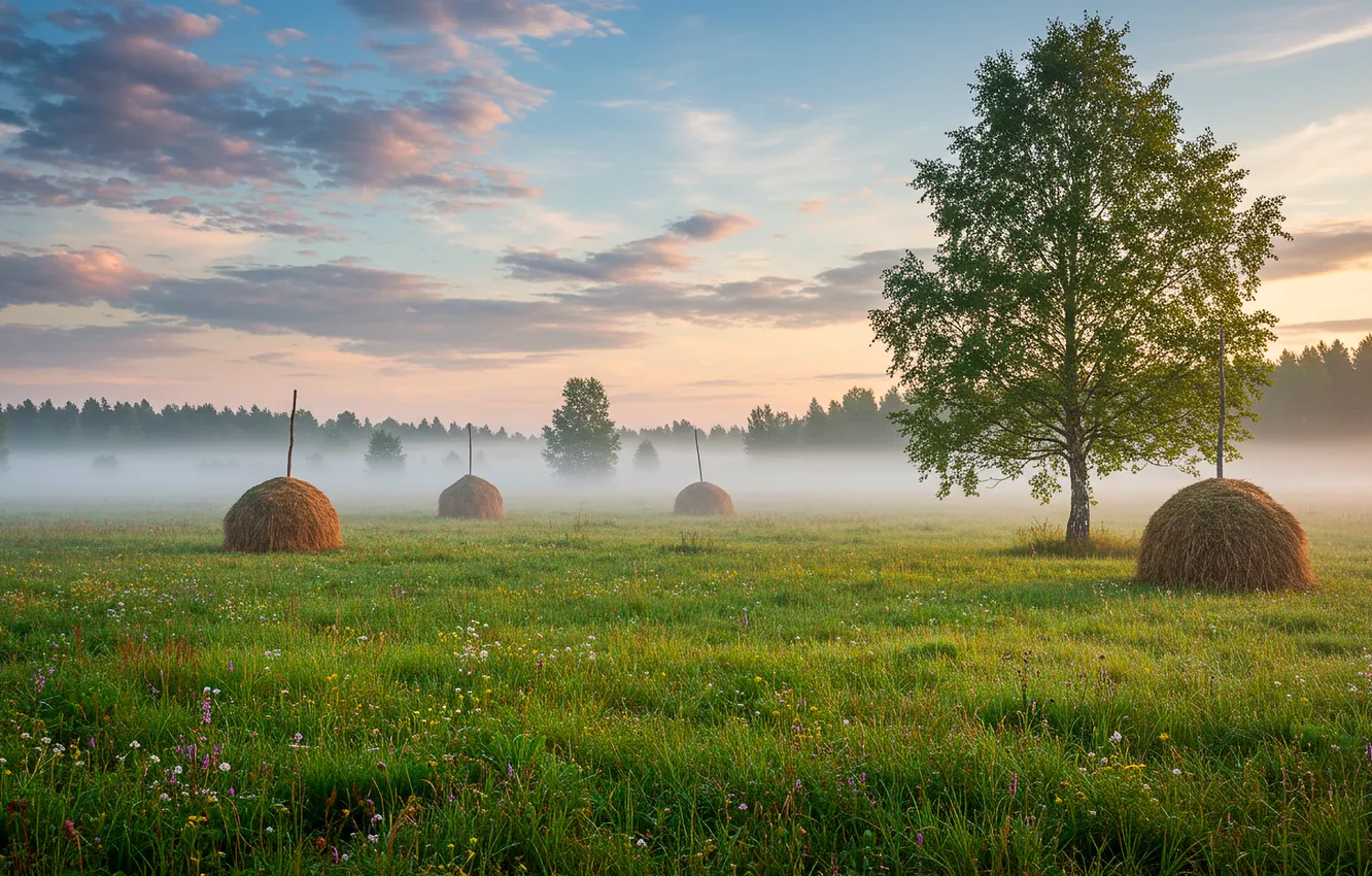 Photo wallpaper fog, Wallpaper, morning, stack, meadow, wallpaper, birch, morning