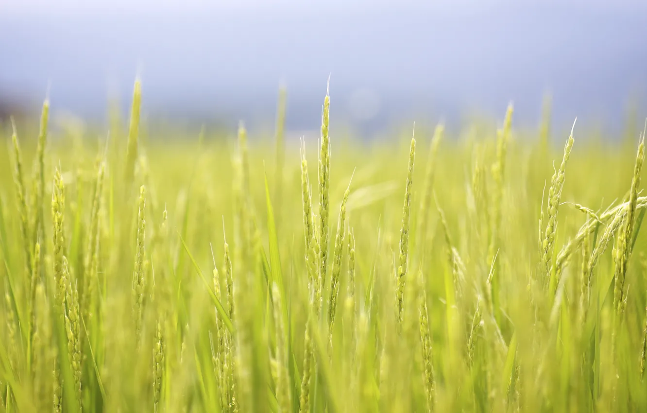 Photo wallpaper field, summer, macro, Japan, figure, Jason Hill рhotography