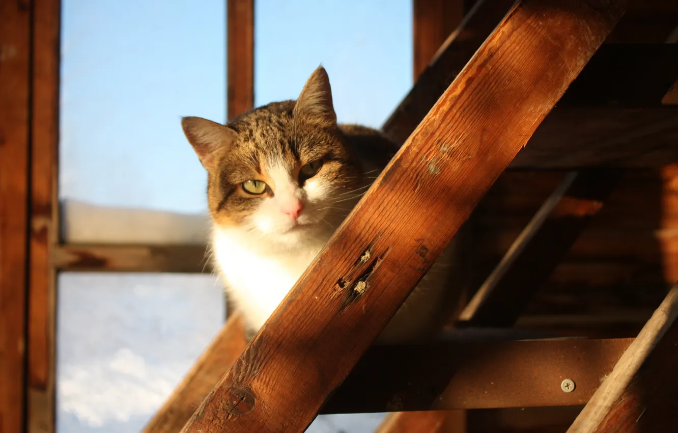 Photo wallpaper cat, home, village