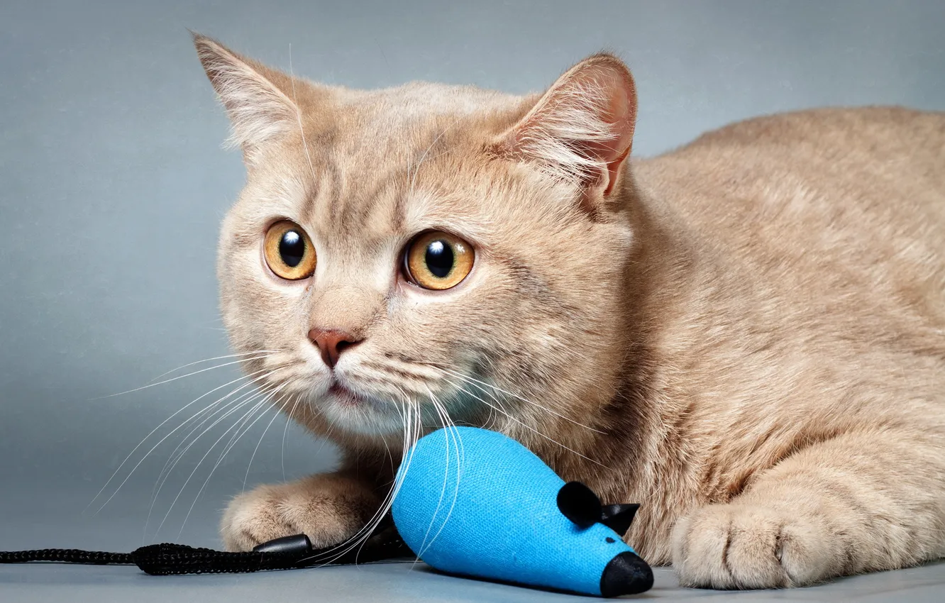 Photo wallpaper cat, look, background