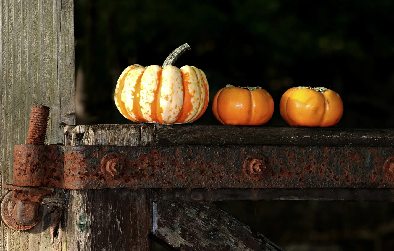 Photo wallpaper macro, food, pumpkin