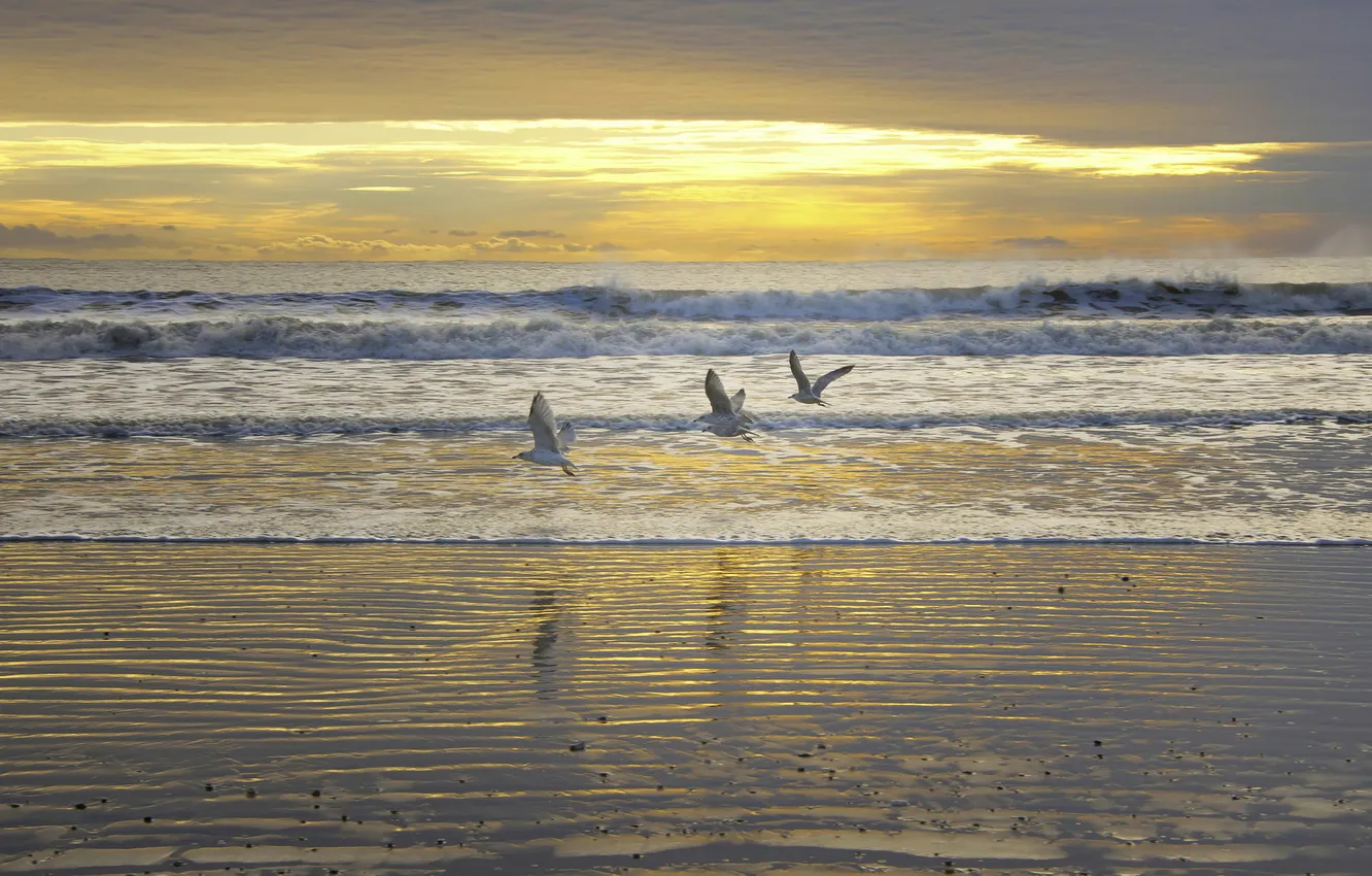 Photo wallpaper sea, the sky, sunset, birds