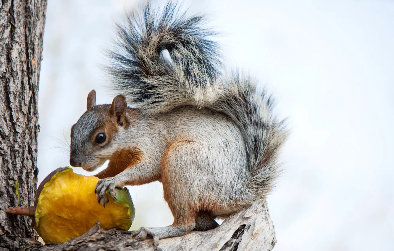 Photo wallpaper protein, tail, squirrel, rodent
