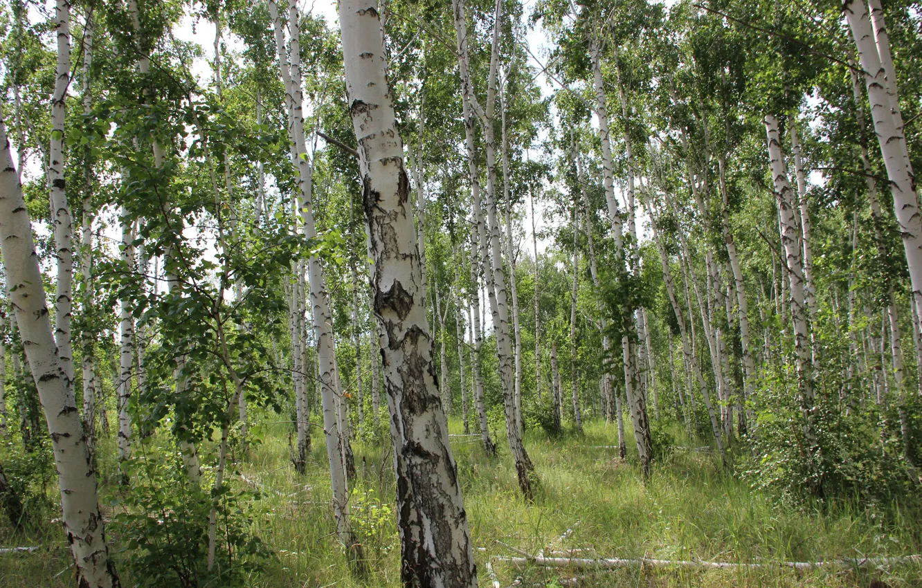 Photo wallpaper forest, white, grass, branches, green, heat, birch, fallen trees