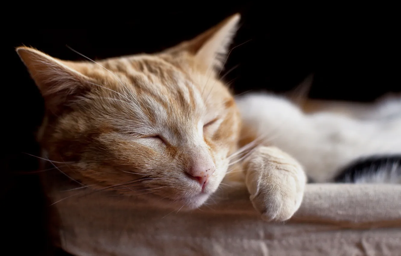 Photo wallpaper cat, pets, sleeping