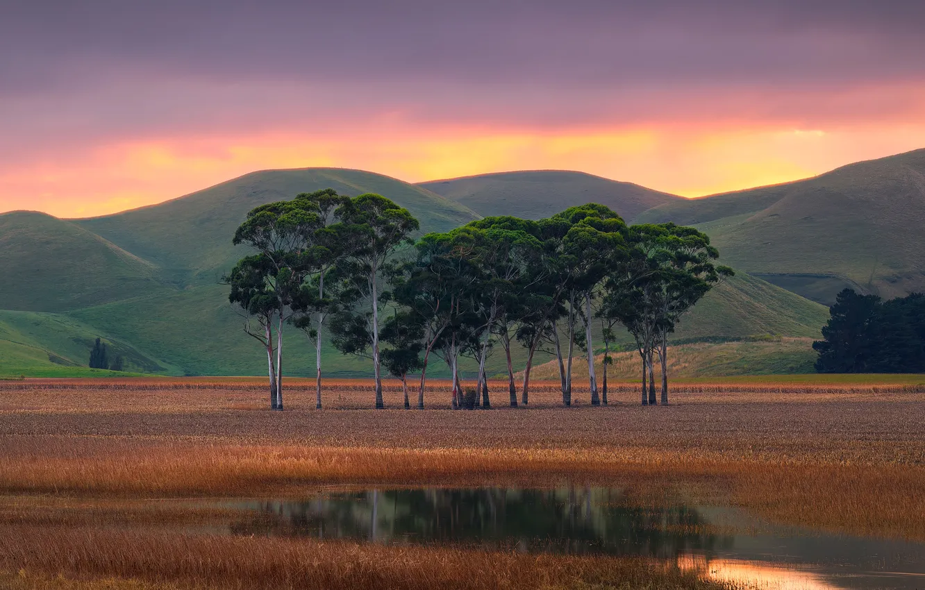 Photo wallpaper trees, mountains, lake, hills, pine