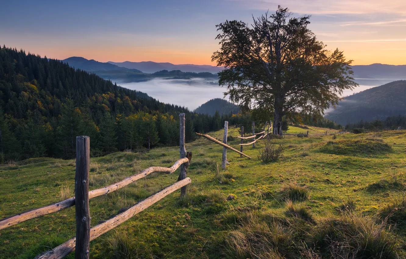 Photo wallpaper forest, clouds, trees, landscape, mountains, nature, hills, the fence