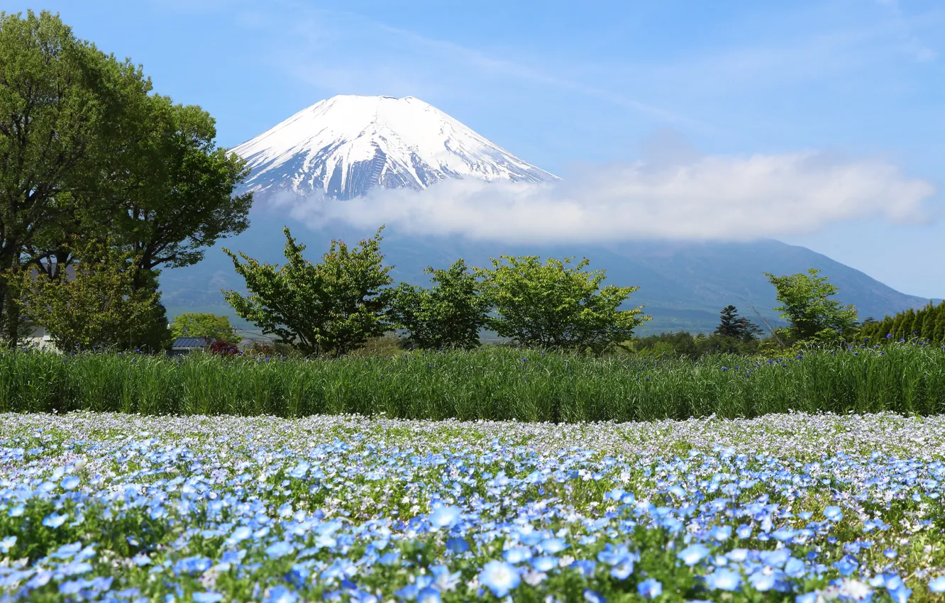 Photo wallpaper field, the sky, snow, trees, flowers, mountains, Japan, Fuji