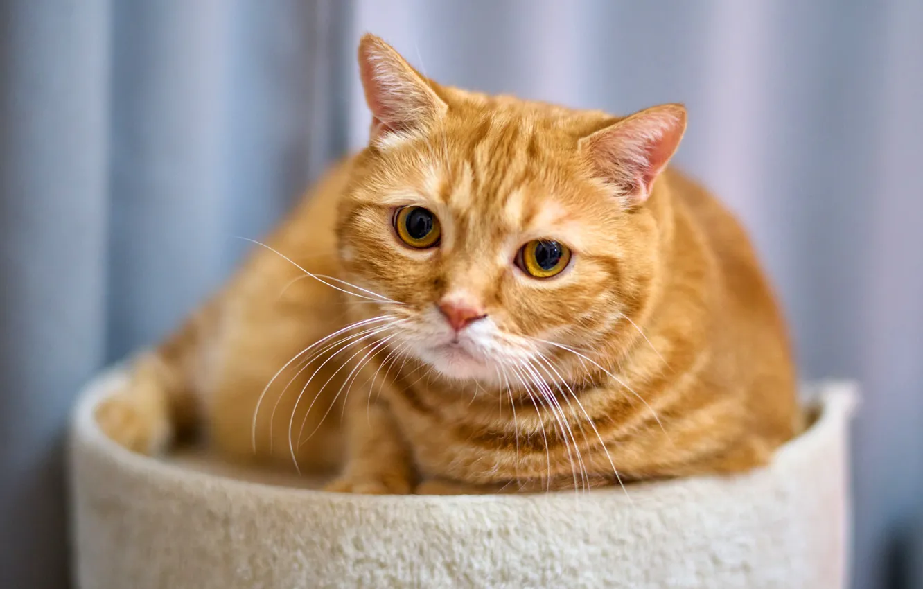 Photo wallpaper cat, cat, look, face, pose, portrait, red, bokeh