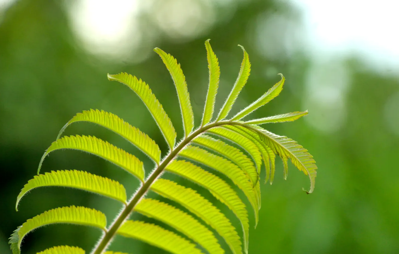 Photo wallpaper green, leaf, plant