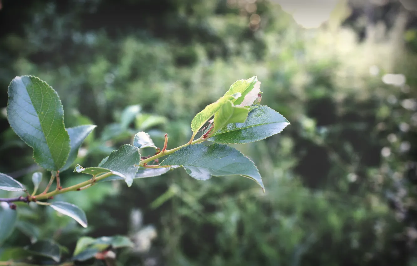 Photo wallpaper summer, leaves, trees, June, 2016