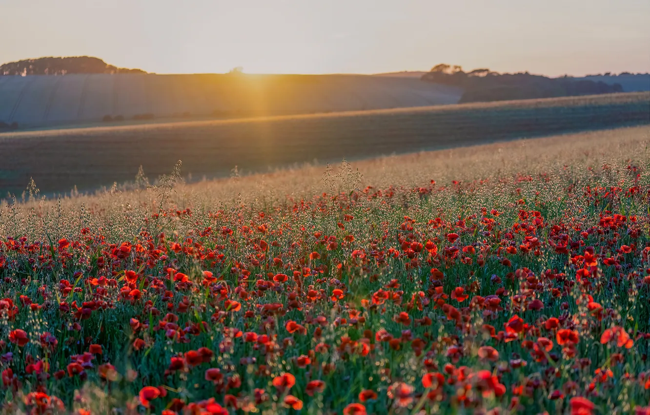 Photo wallpaper field, summer, the sky, the sun, rays, flowers, red, Maki