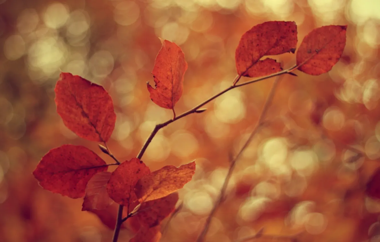 Photo wallpaper cold, autumn, leaves, branches, tree, the wind, branch, foliage
