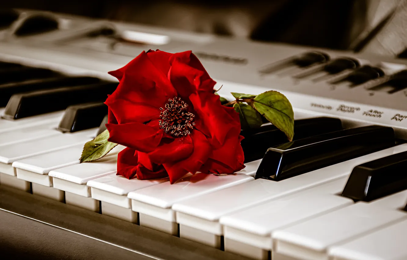 Photo wallpaper flower, macro, music, rose, keys, red, synth, musical instrument