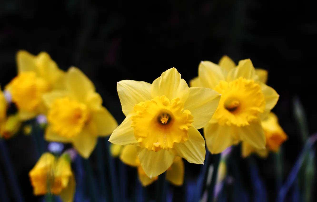 Photo wallpaper flowers, daffodils, bokeh