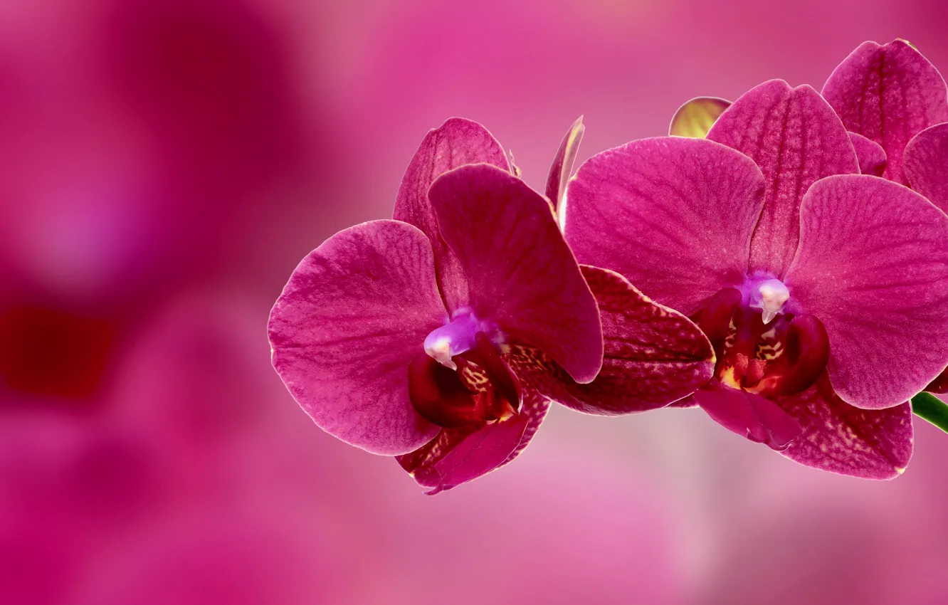 Photo wallpaper branch, petals, Orchid, inflorescence