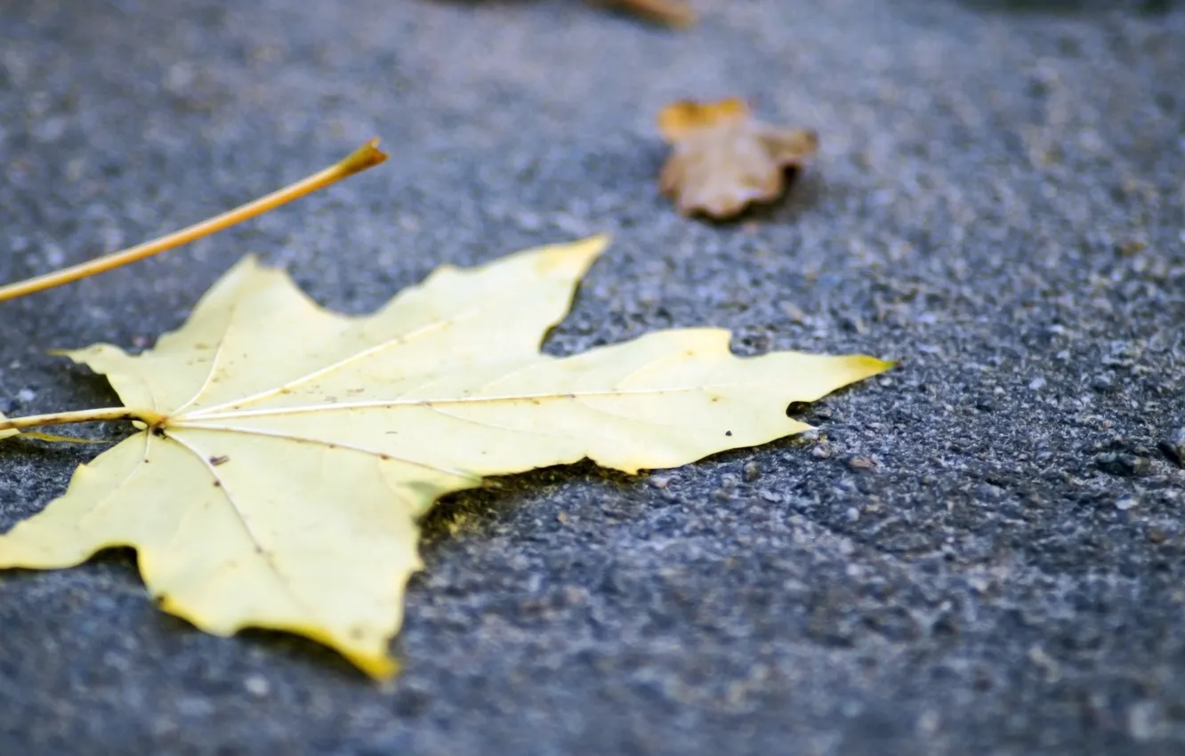 Photo wallpaper autumn, leaves, foliage, forest, river, trees, landscape, nature