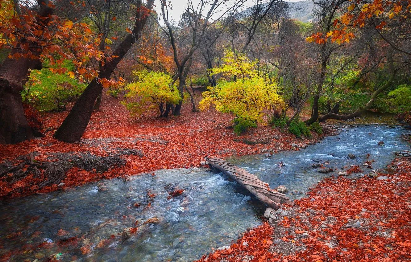 Photo wallpaper autumn, forest, leaves, nature, stream, the bridge, the foothills