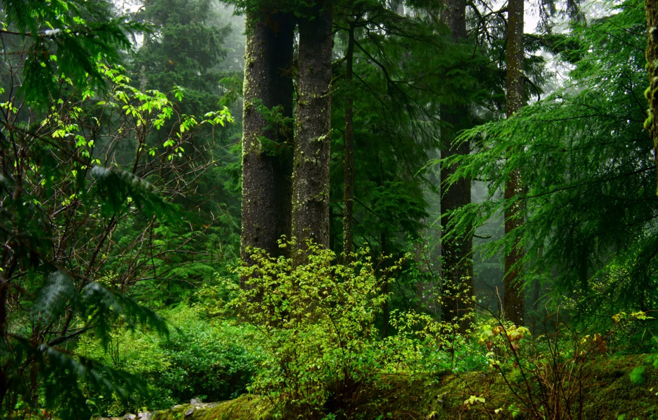 Photo wallpaper forest, trees, nature, fog