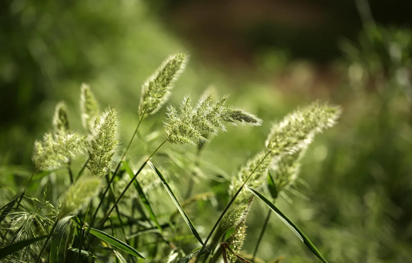Photo wallpaper grass, macro, nature, spikelets