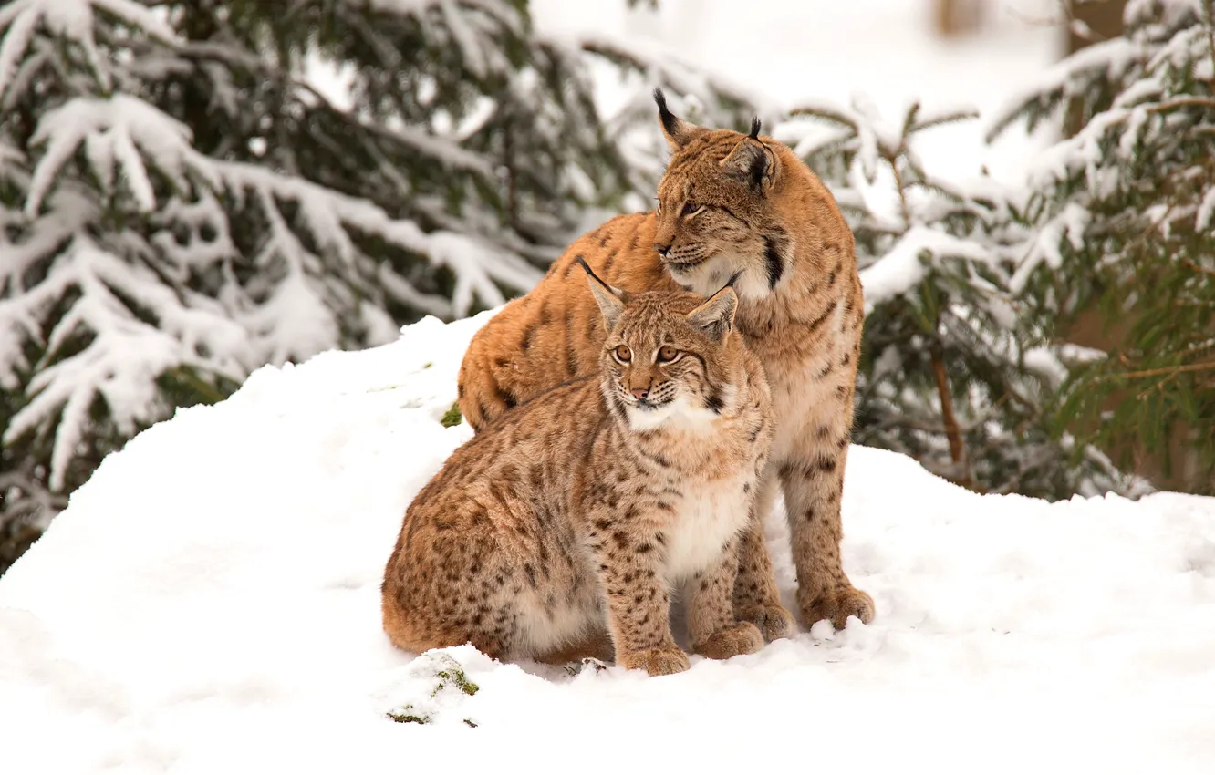 Photo wallpaper winter, snow, pair, the snow, lynx, lynx, a small lynx