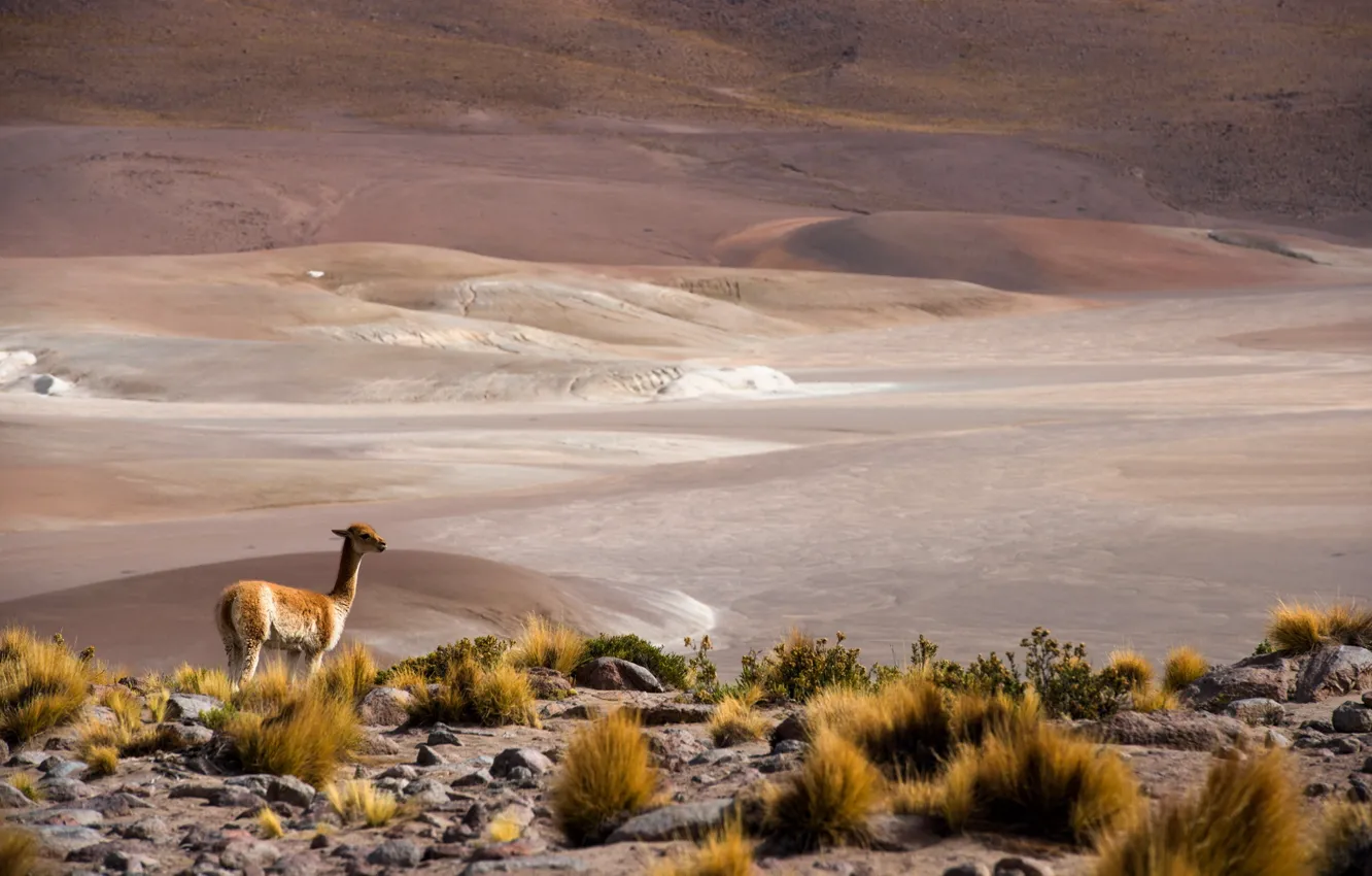 Photo wallpaper Chile, San Pedro de Atacama, altiplano, Antofagasta, Atacama