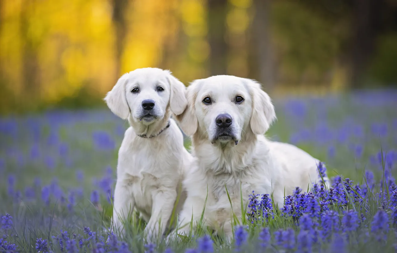 Photo wallpaper look, flowers, glade, dog, puppy, white, face, Labrador