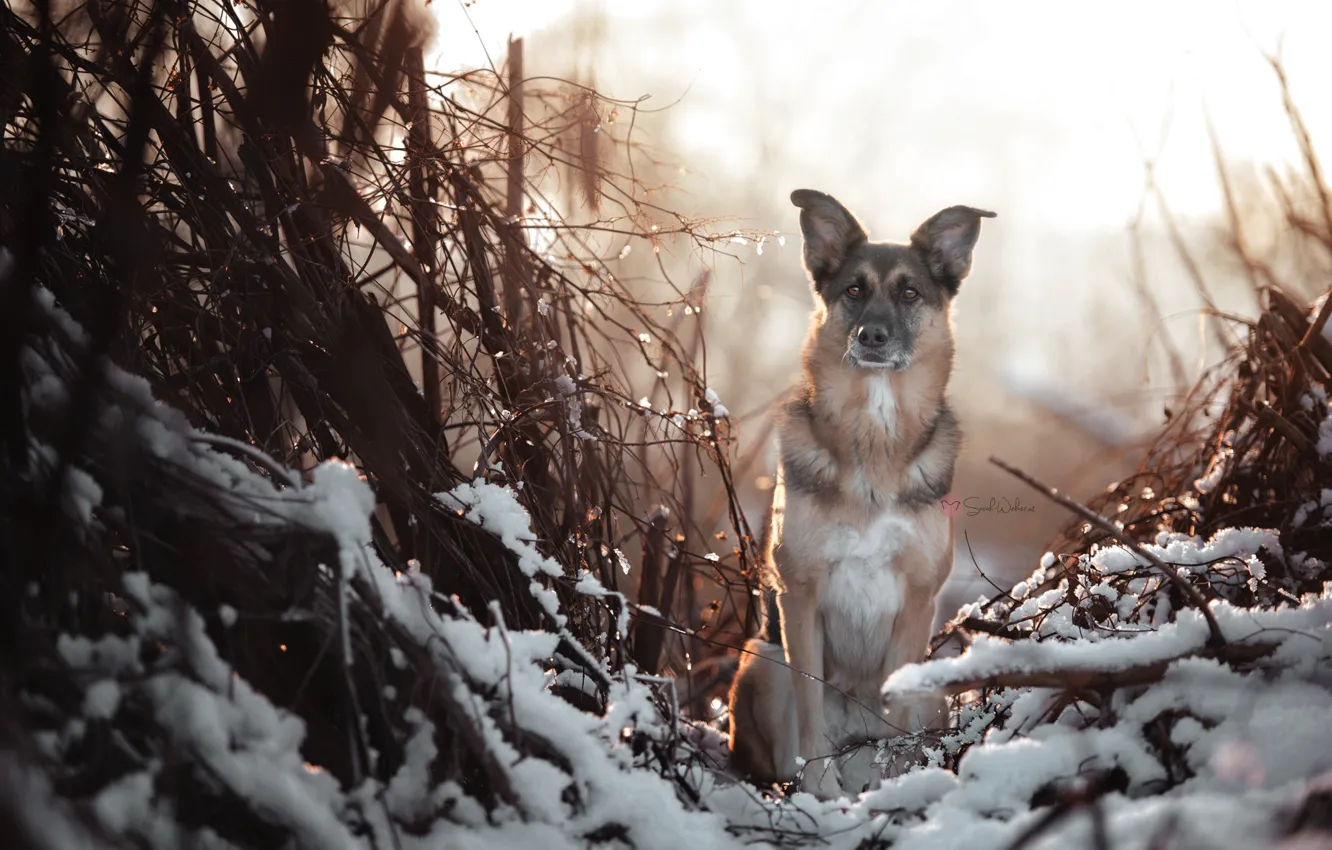 Photo wallpaper winter, look, dog