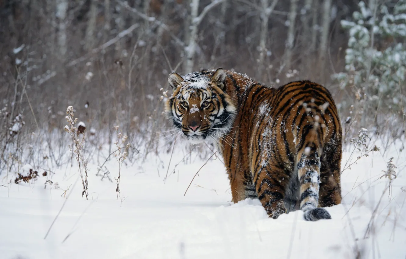 Photo wallpaper winter, snow, tiger