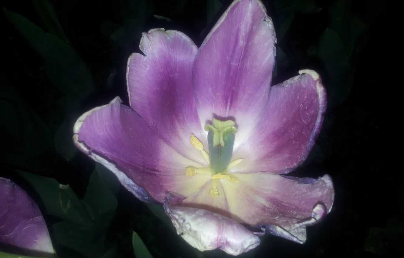 Photo wallpaper leaves, pollen, petals, tulips, purple