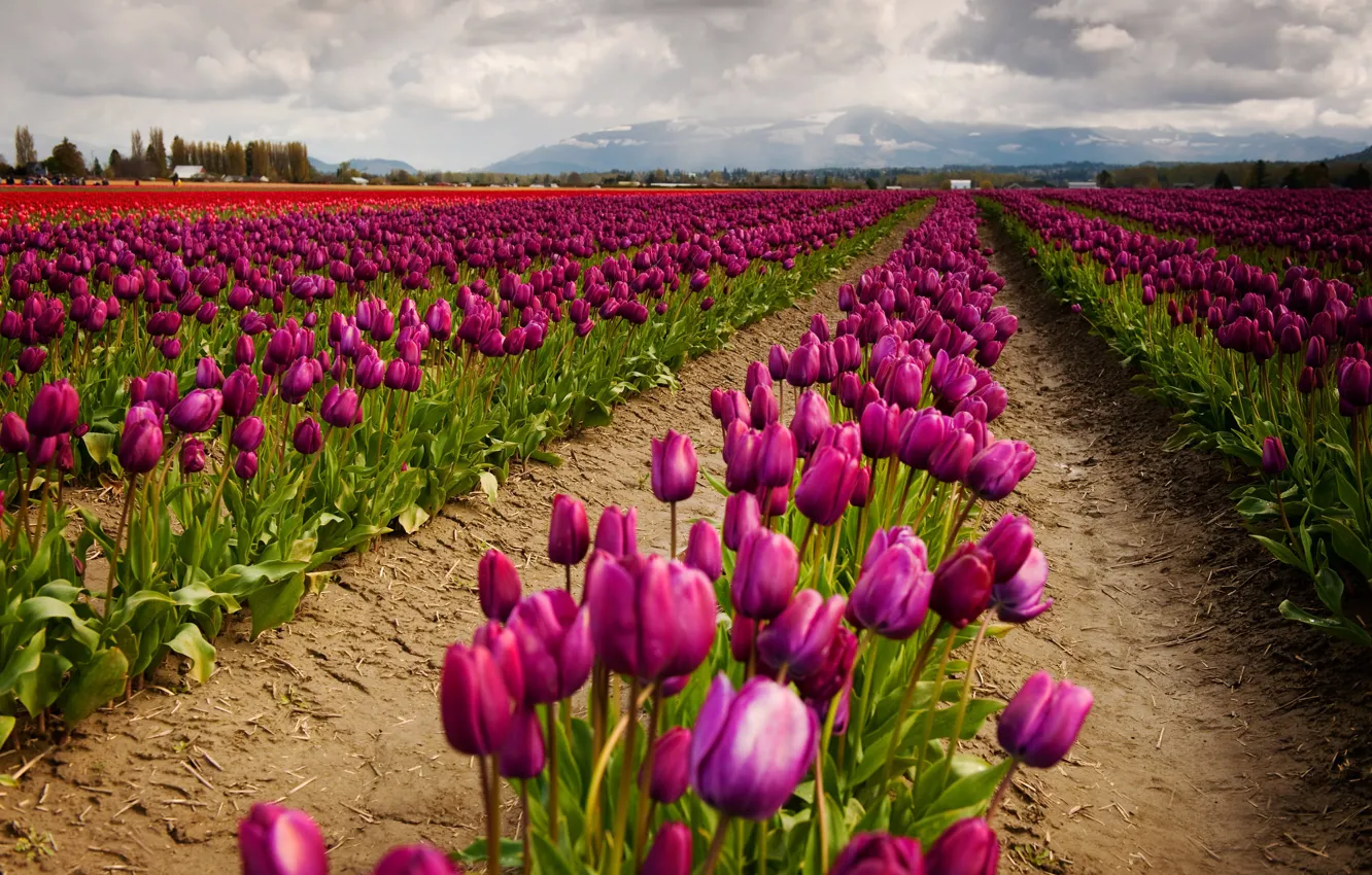 Photo wallpaper flowers, spring, tulips, pink, field of tulips, plantation