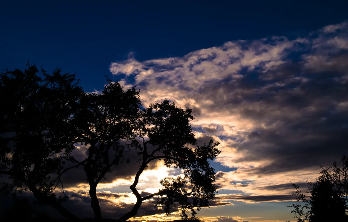 Photo wallpaper Blue Sky, Clouds, Tree, Sun, Sunset, Autumn, Field
