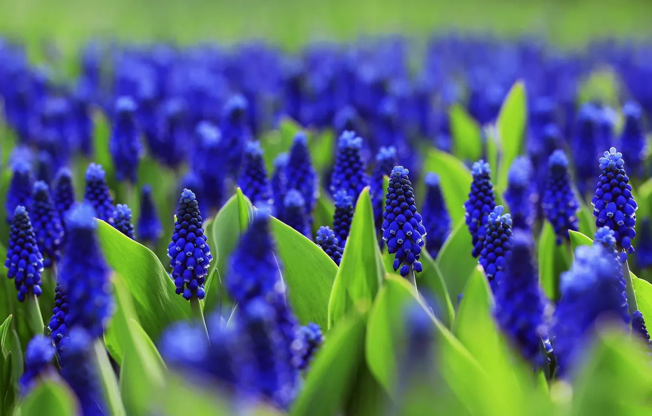 Photo wallpaper flowers, glade, bright, spring, flowerbed, blue, a lot, Muscari