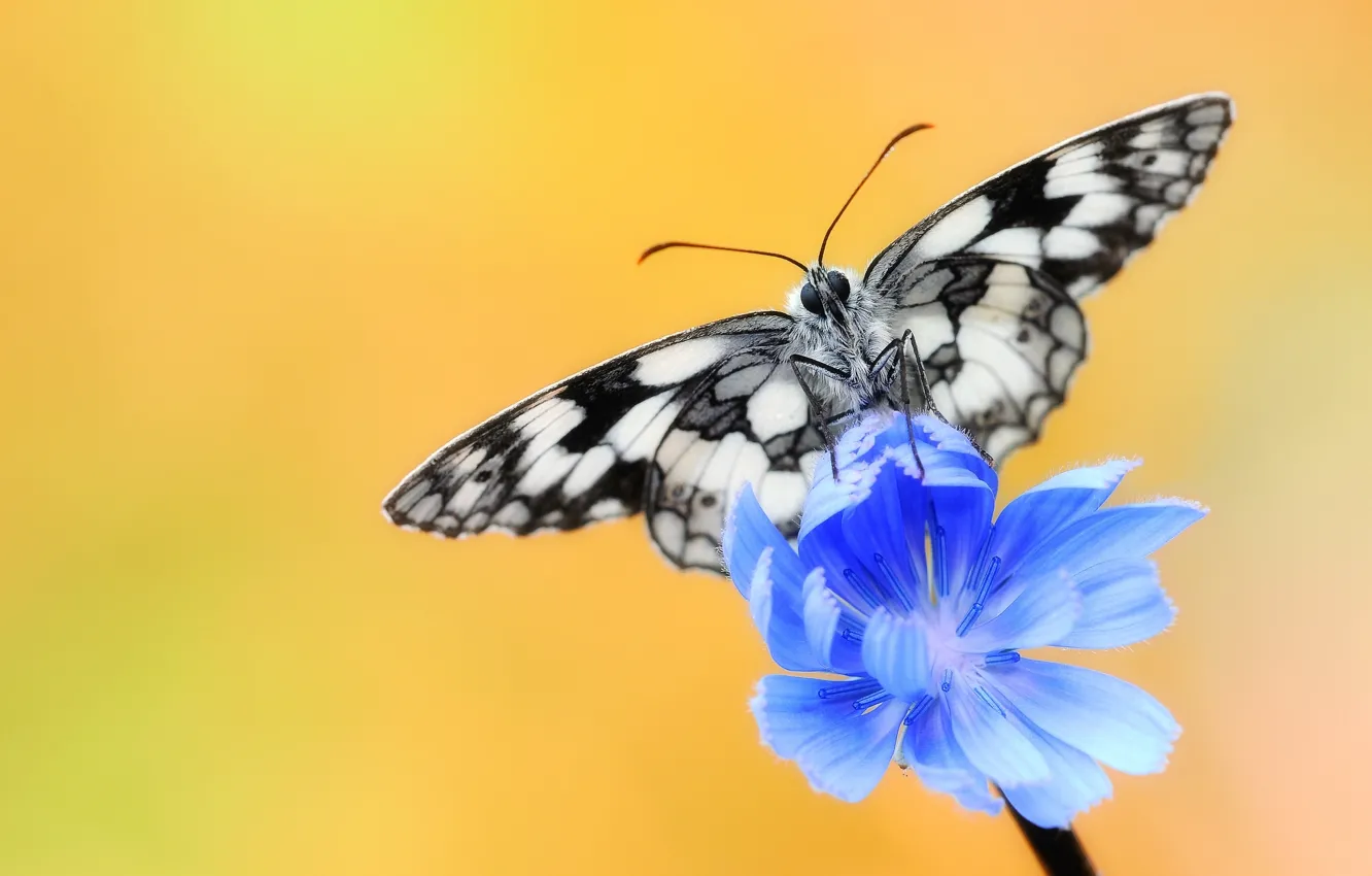 Photo wallpaper flower, butterfly, insect, chicory
