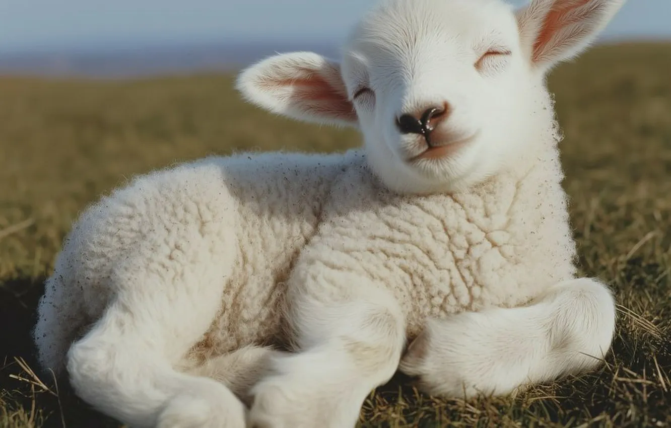 Photo wallpaper grass, lies, lamb, Generated by AI
