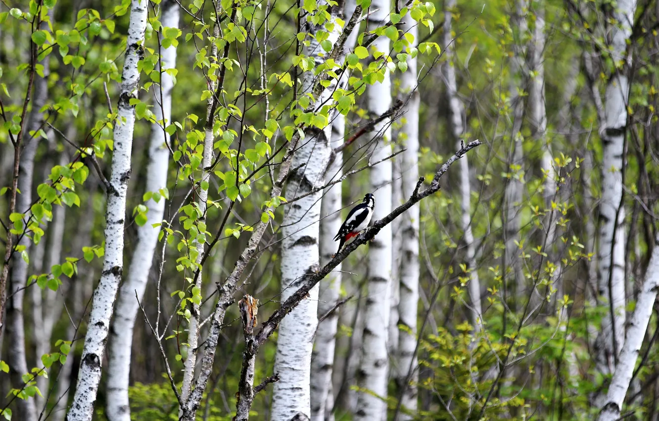 Photo wallpaper summer, nature, bird, birch