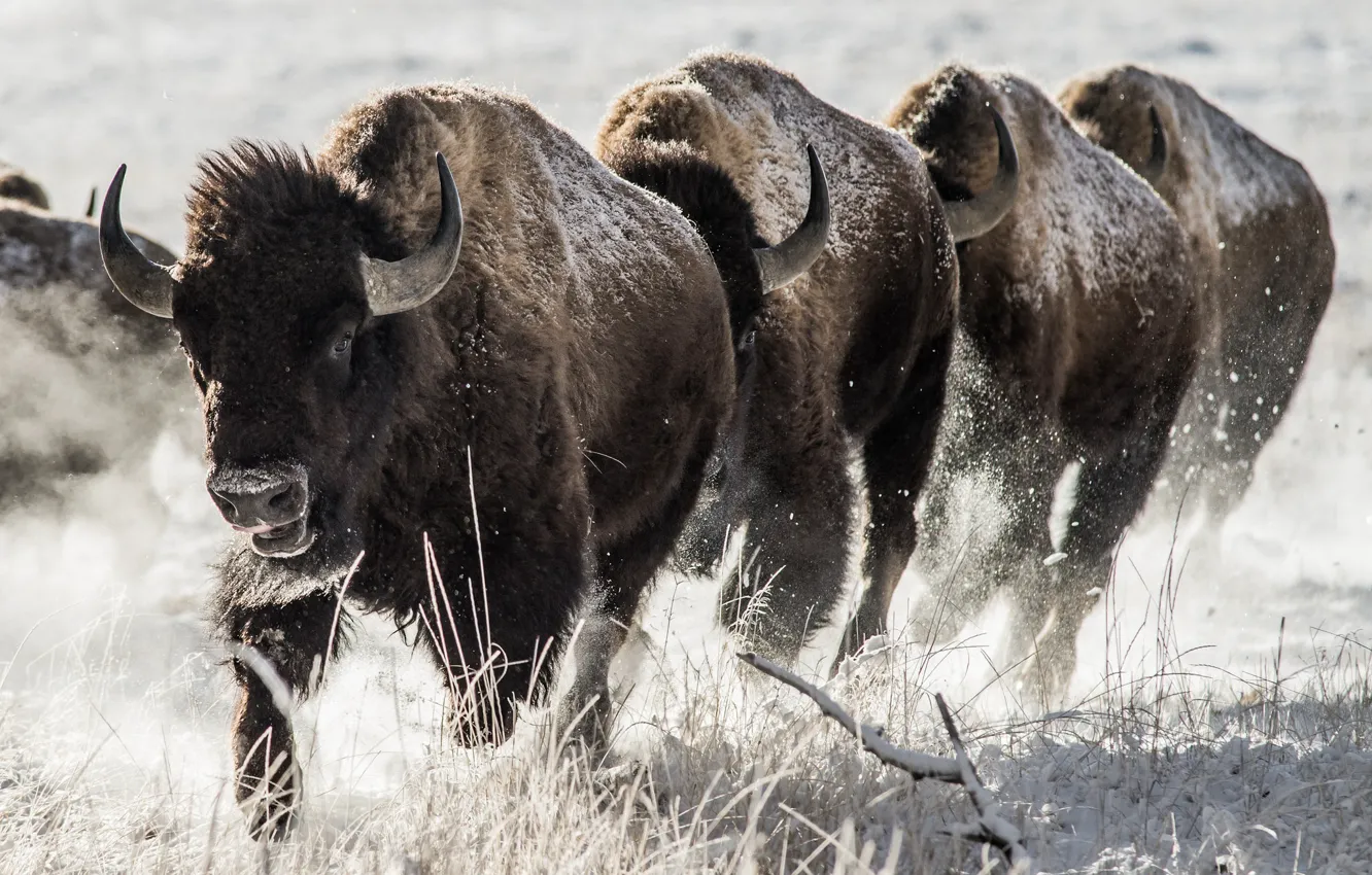 Photo wallpaper winter, nature, Buffalo
