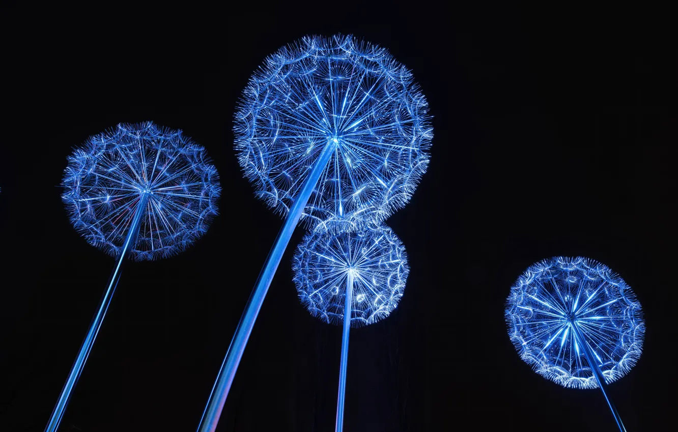 Photo wallpaper lights, night, dandelion, tourist attraction, dandelion flowers