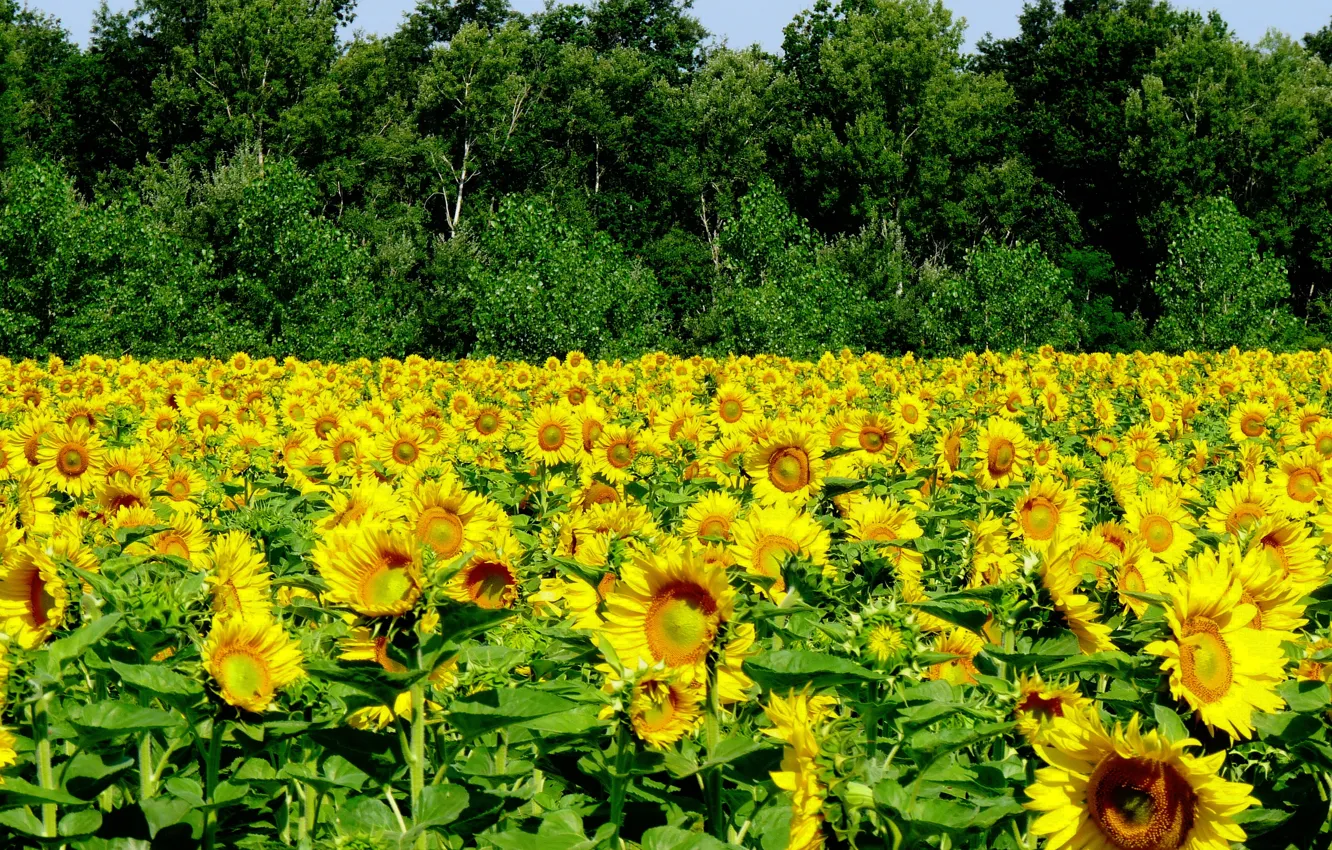 Photo wallpaper field, summer, sunflowers, summer, field, sunflowers
