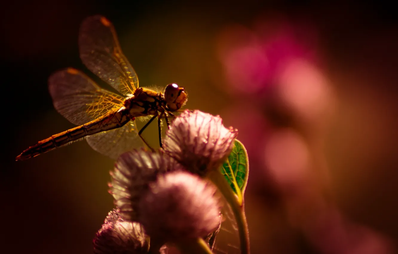 Photo wallpaper summer, flower, nature, beautiful, fly, dragonfly, searching, plants