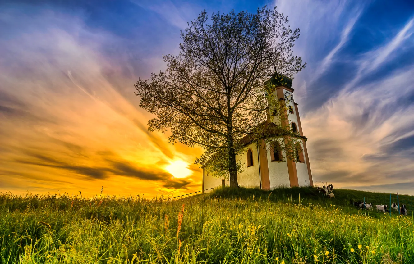 Photo wallpaper field, the sky, grass, the sun, clouds, trees, hills, HDR
